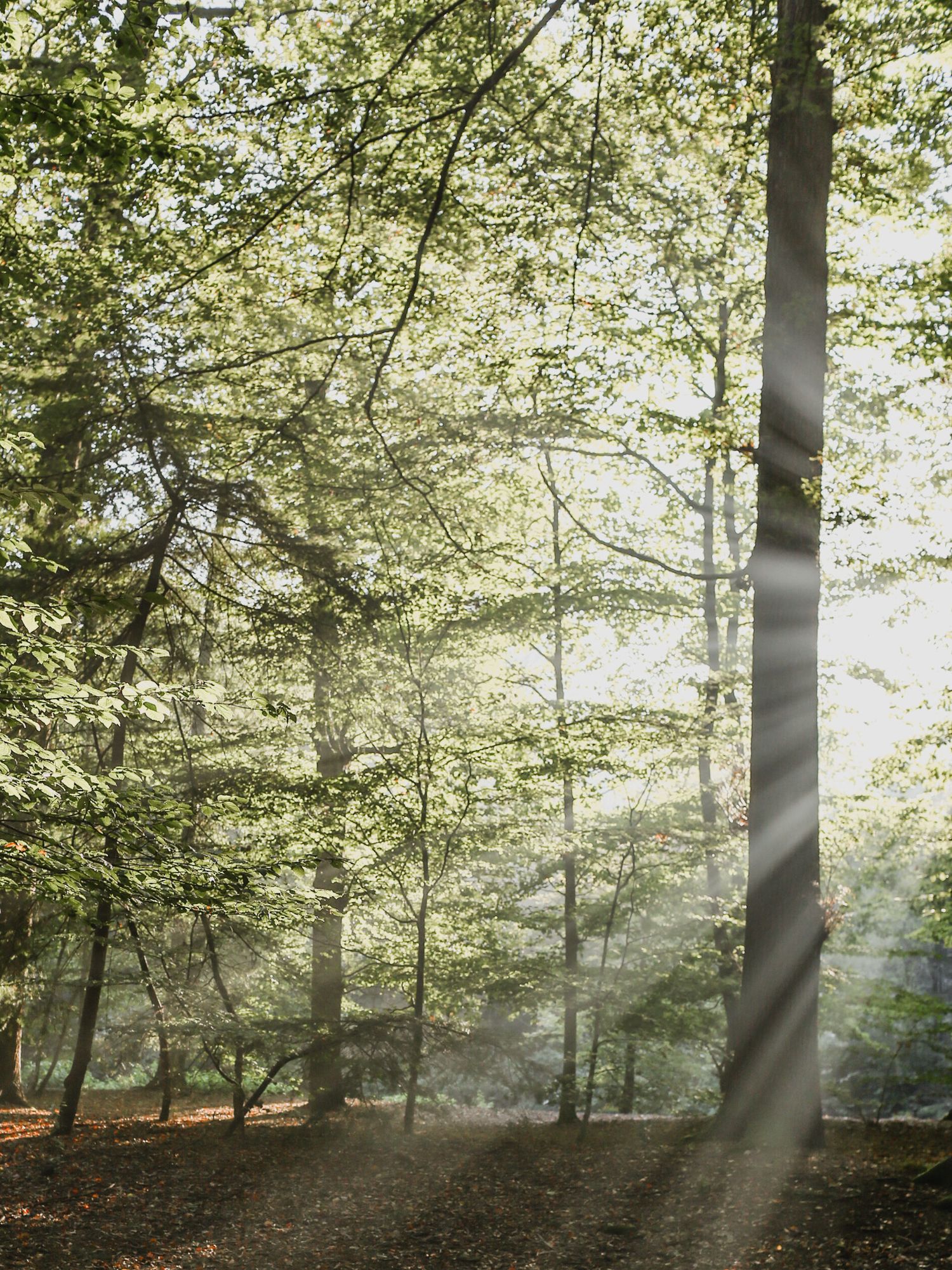 Sunbeams filter through misty forest trees creating ethereal rays of light in a peaceful woodland setting.