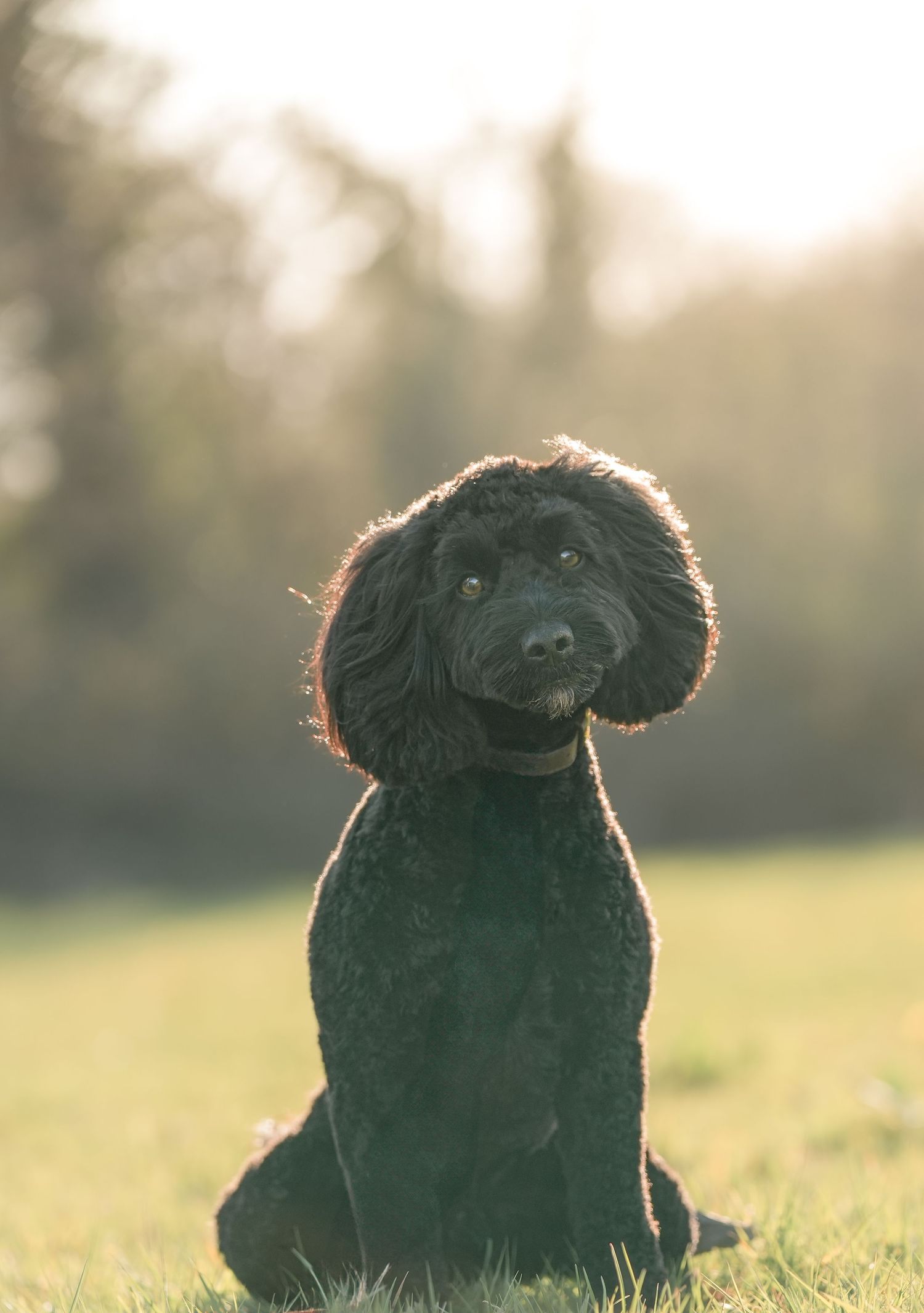 Black fluffy dog lounges in green grass during golden hour sunset.