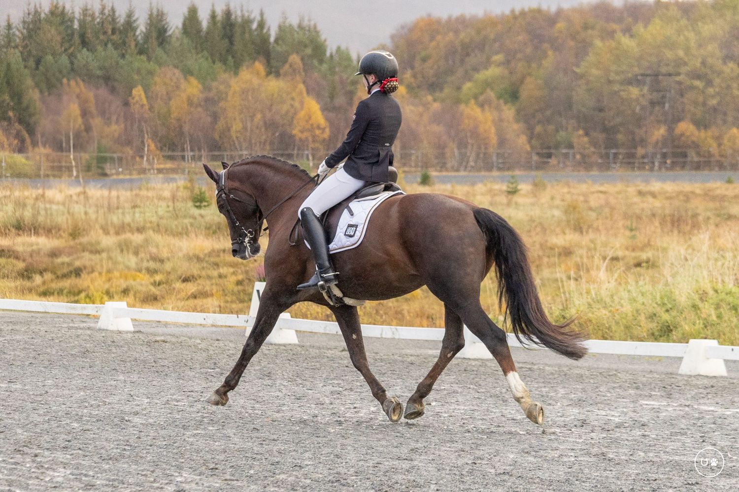 Tale og Equus Carma