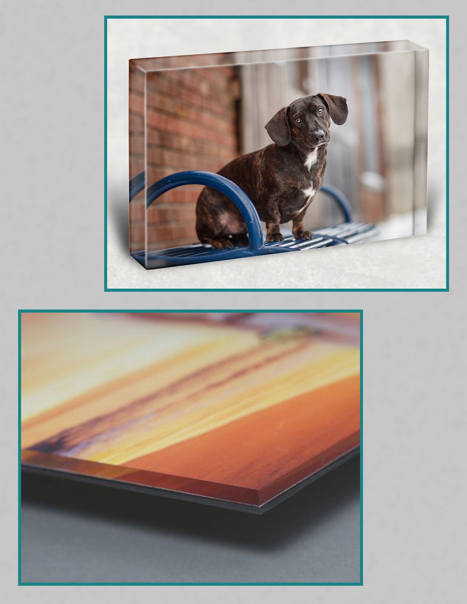 Photographer Red Deer, Alberta. Pet Photographer. Dog Photographer. Pet Portrait. Daschund. Head Tilt. Acrylic Artwork