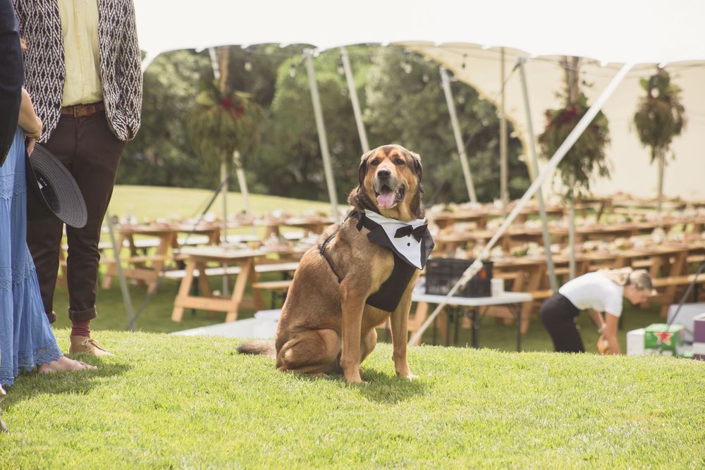 Wedding photography on the Kapiti Coast, Wellington by professional wedding photographer Andy Snaps.