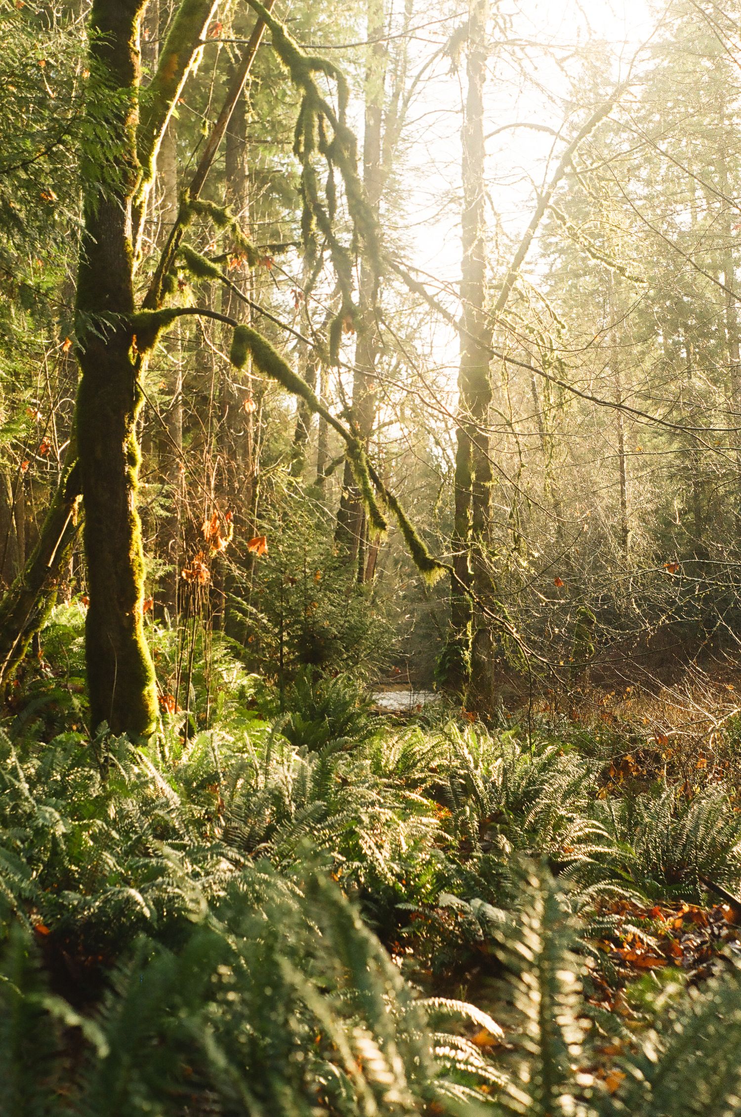 Sunlight filters through mossy forest trees with ferns growing underneath.