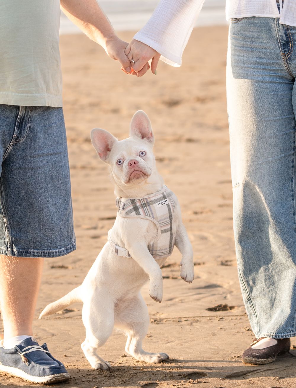 Albino French Bulldog puppy standing on hind legs at beach while couple holds hands behind it.