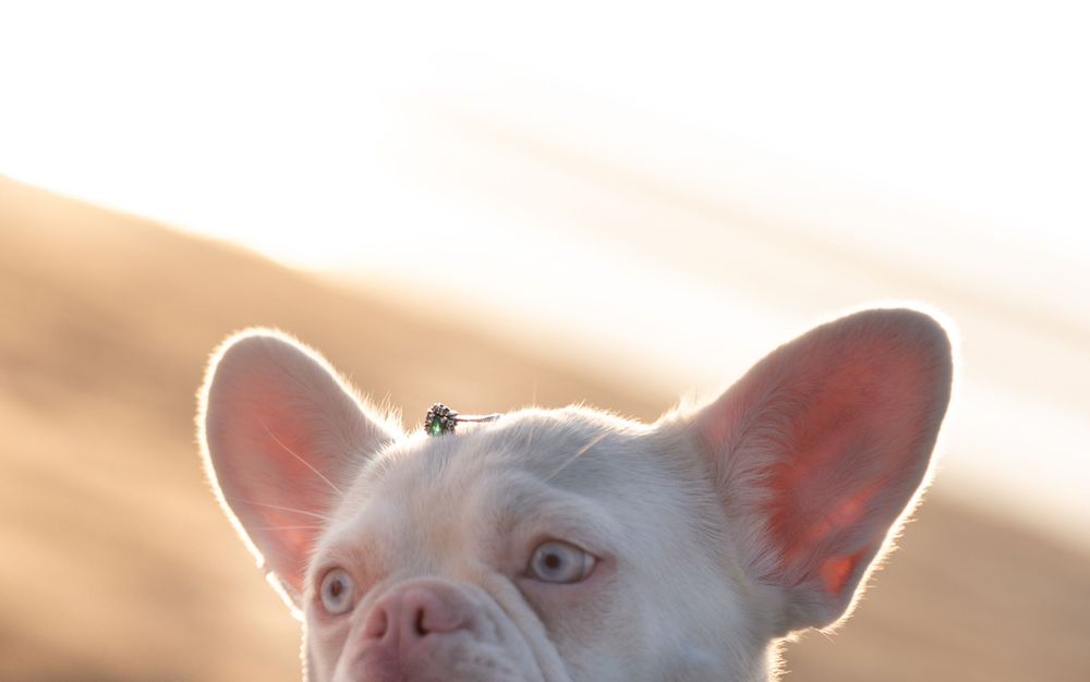 Close-up of a white French Bulldog with large ears looking up against a warm golden background.