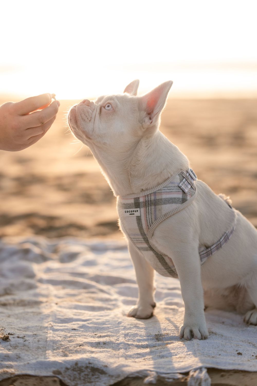 A white French Bulldog wearing a plaid harness sits on sandy beach, looking up at a hand offering a treat at sunset.