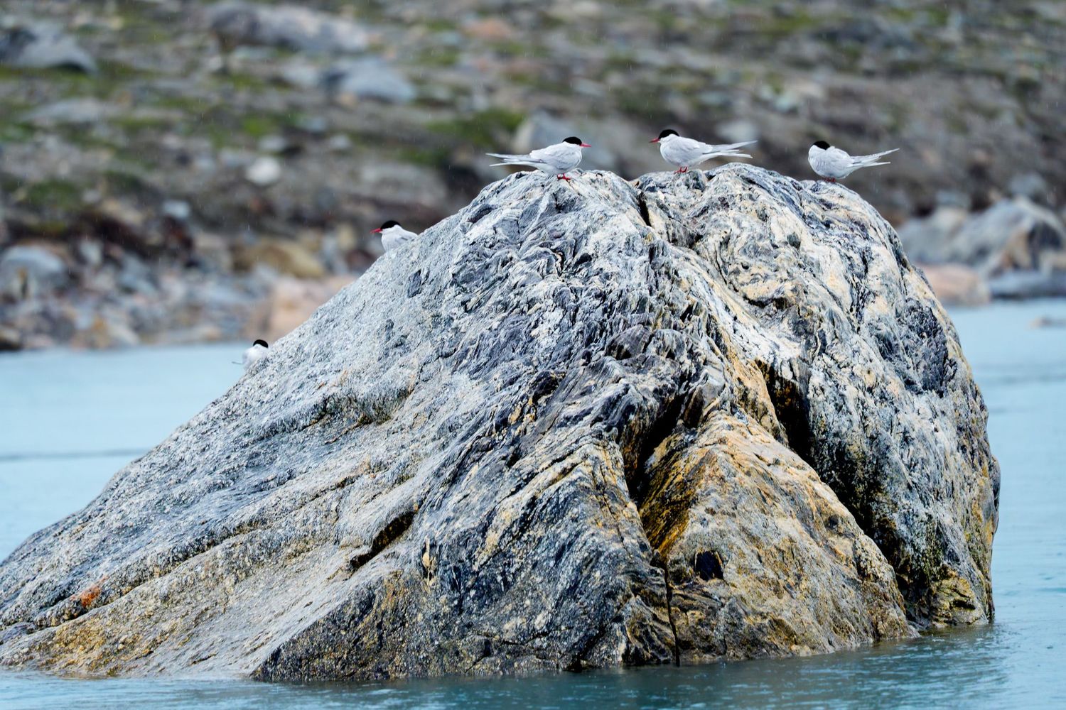 Two seals lounging on large gray rocks in the water at the shoreline.