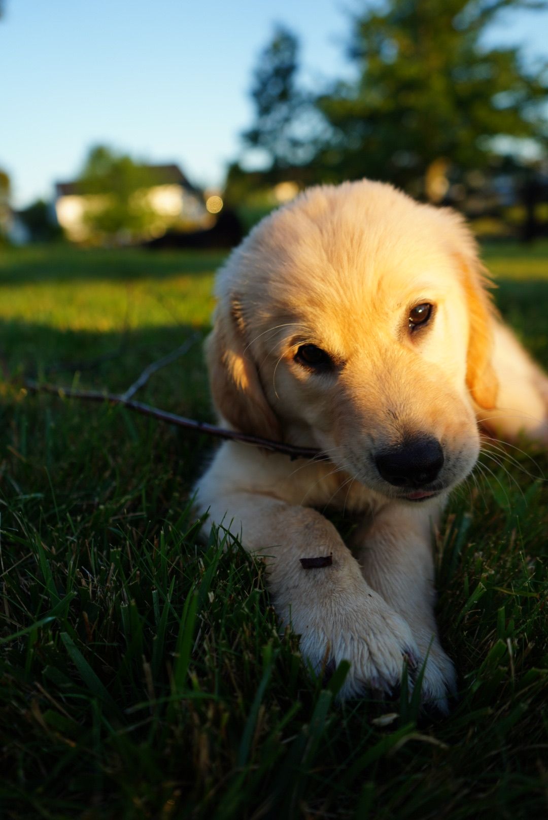 Long-haired dachshund puppy with brown fur tilts head inquisitively in close-up portrait shot.