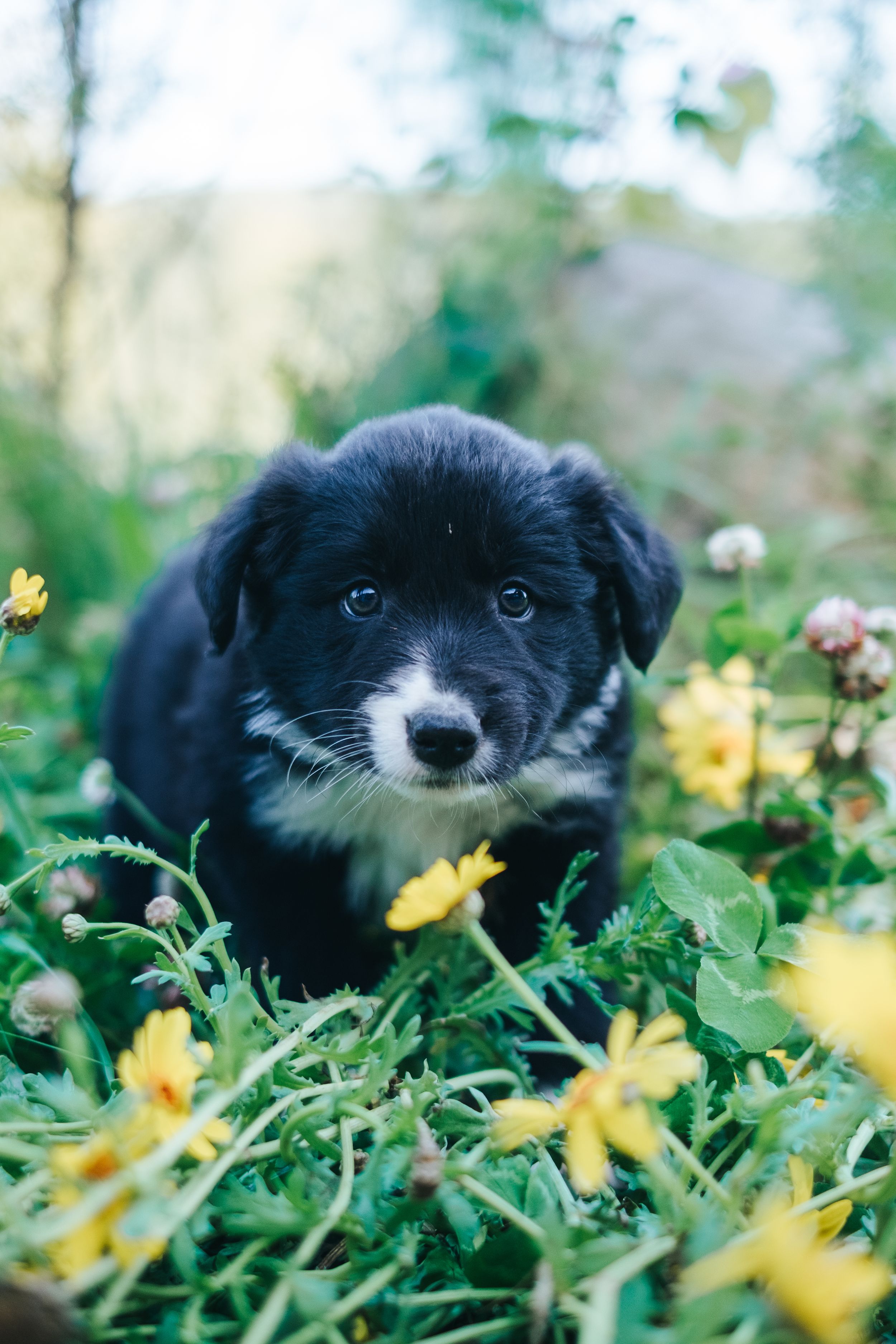 Mensch-Hund-Fotografie: Australian Shepherd Welpe blickt ruhig aus dem Grünen in die Kamera, natürliche Züchterfotografie.