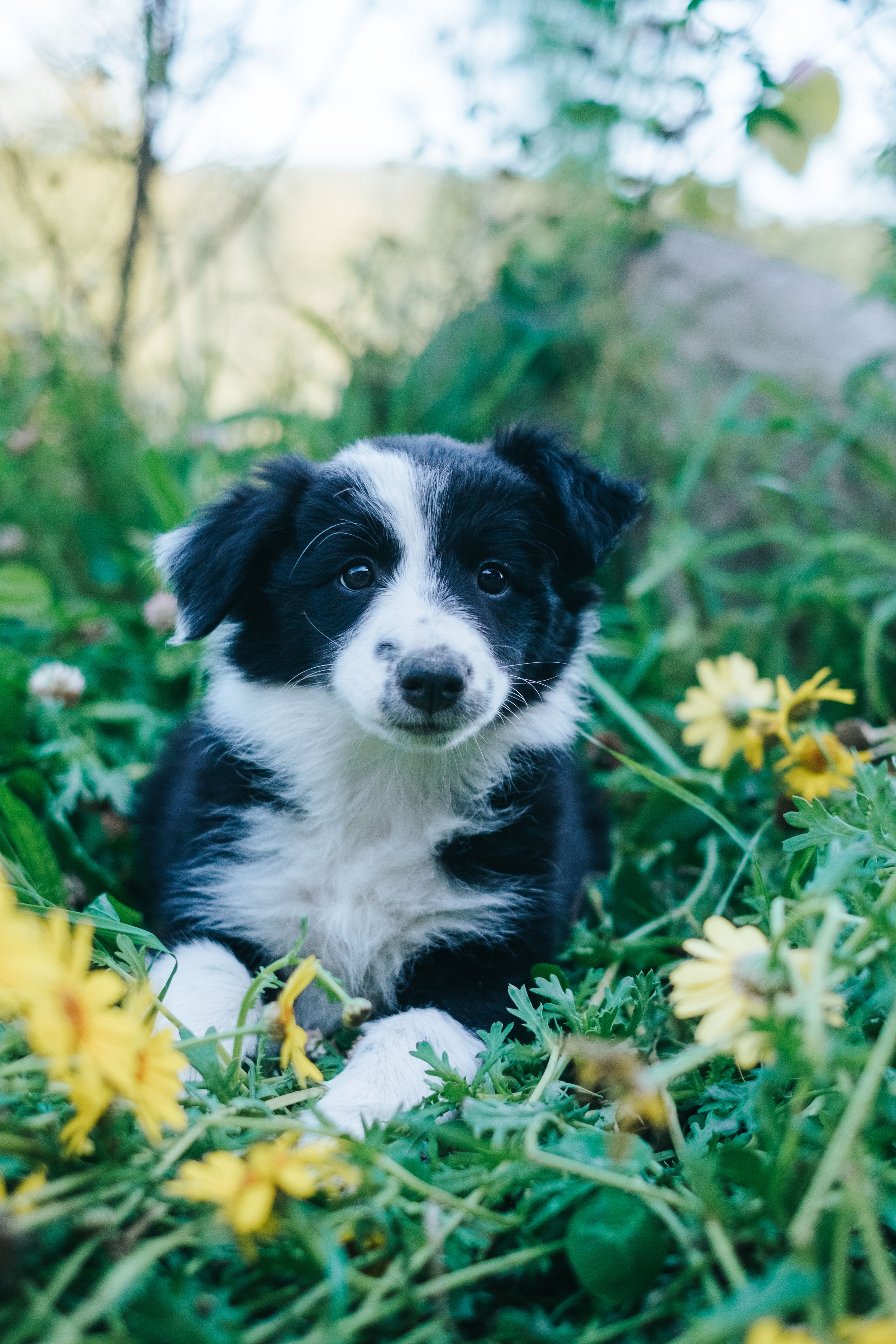 Mensch-Hund-Fotografie: Australian Shepherd Welpe liegt im Gras zwischen gelben Blüten, fotografiert für eine Zucht.