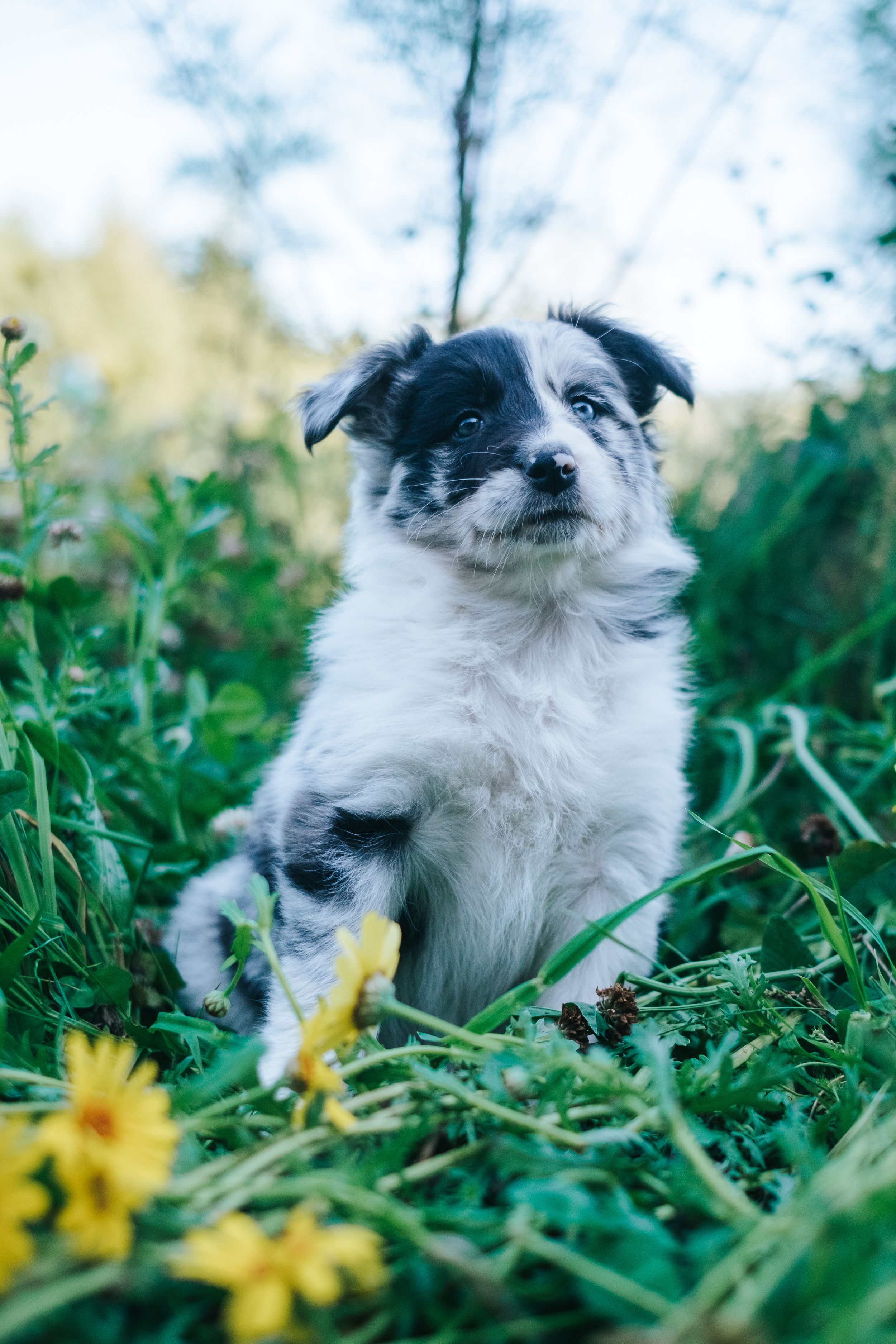 Mensch-Hund-Fotografie: Border Collie Welpe sitzt aufmerksam im Grünen, natürliche Welpenfotografie für Züchter.