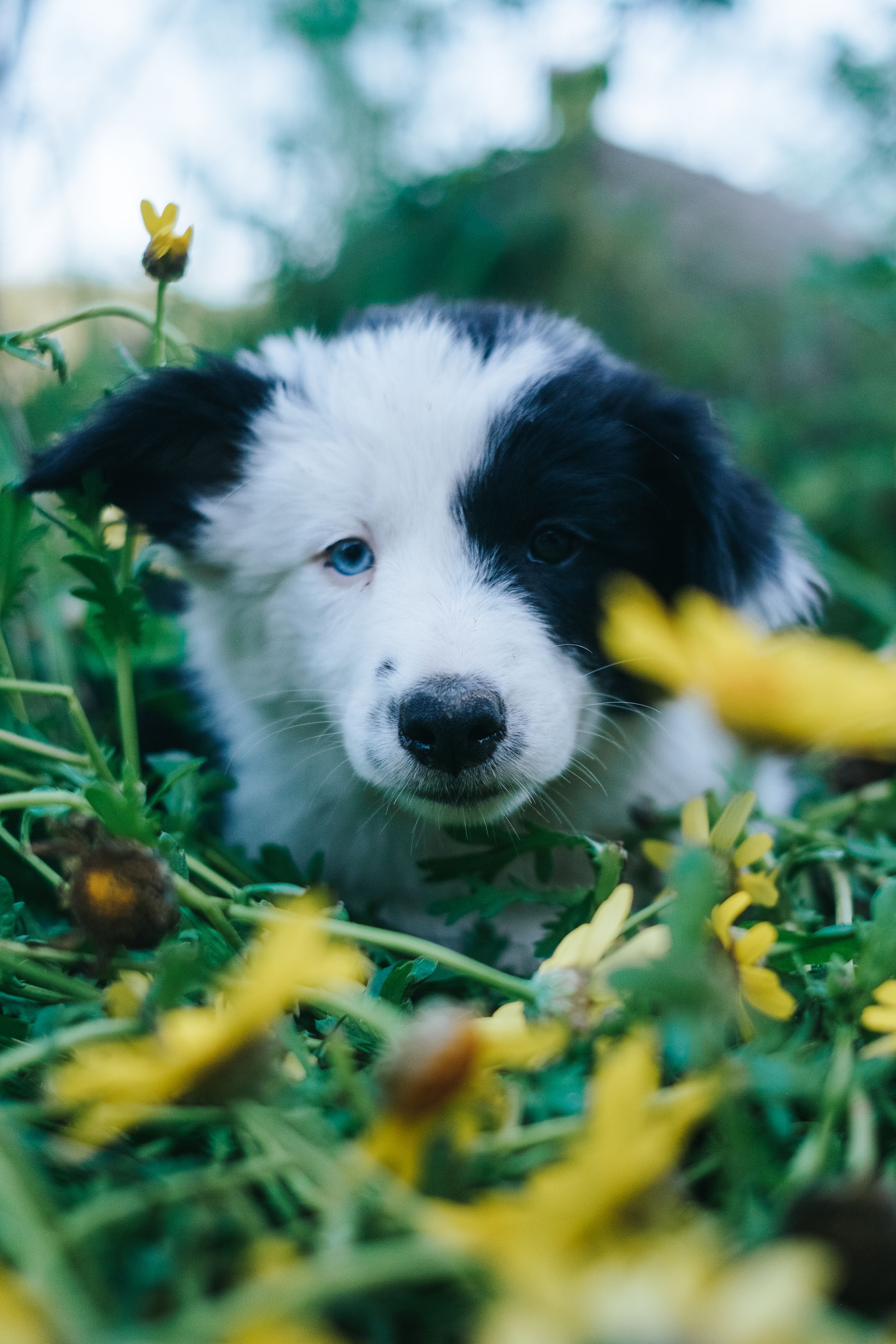 Mensch-Hund-Fotografie: Border Collie Welpe liegt im Gras zwischen Blumen, ruhiges Porträt für Züchterfotografie.
