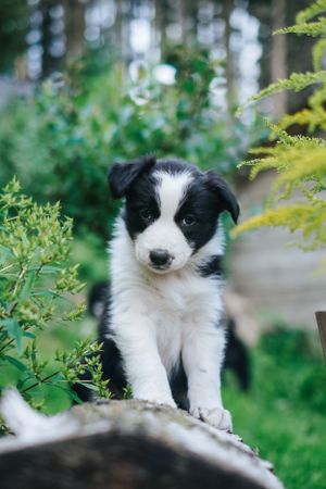 Mensch-Hund-Fotografie: Border Collie Welpe steht auf einem Baumstamm im Grünen, natürliche Züchterfotografie im Wald.