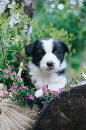 Mensch-Hund-Fotografie: Australian Shepherd Welpe schaut ruhig aus dem Grünen hervor, natürliche Welpenfotografie für Züchter.