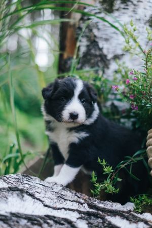 Mensch-Hund-Fotografie: Border Collie Welpe sitzt ruhig zwischen Pflanzen und Holz, fotografiert für eine verantwortungsvolle Zucht.