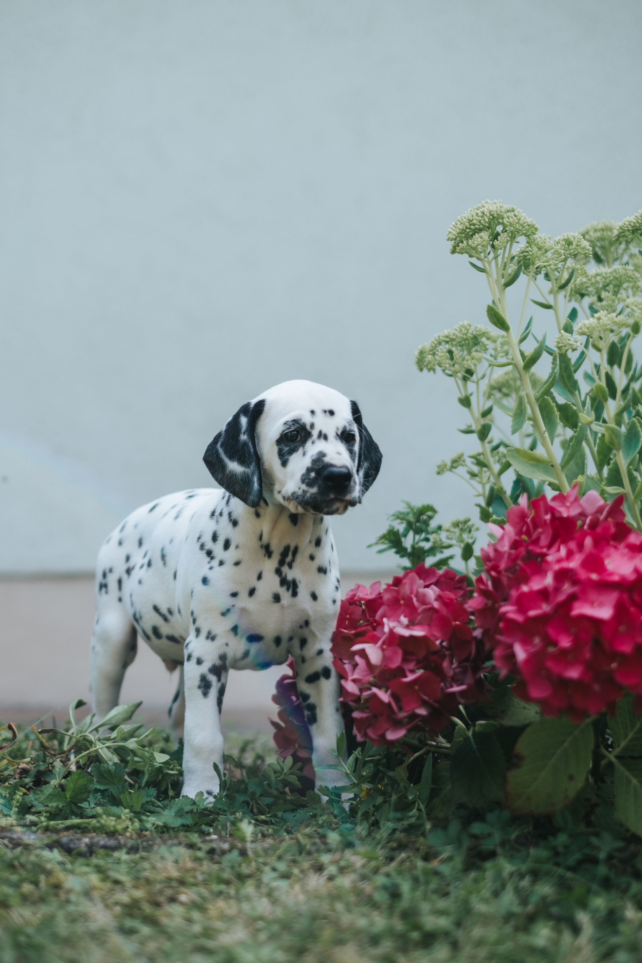 Züchterfotografie: Dalmatiner Welpe steht im Garten neben blühenden Hortensien.