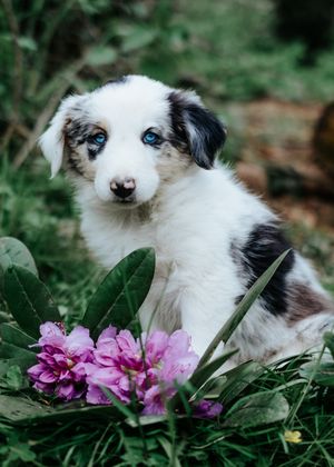 Mensch-Hund-Fotografie: Sitzender Australian Shepherd Welpe im Grünen, natürliche Züchterfotografie im weichen Licht.