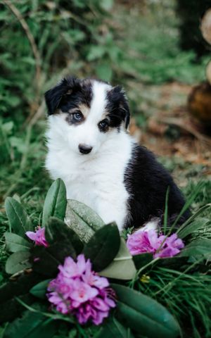 Mensch-Hund-Fotografie: Australian Shepherd Welpe sitzt ruhig zwischen Blumen und Pflanzen, fotografiert für eine Zucht.