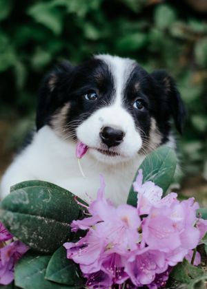 Mensch-Hund-Fotografie: Australian Shepherd Welpe blickt neugierig in die Kamera, umgeben von Blüten, aufgenommen für einen Züchter.