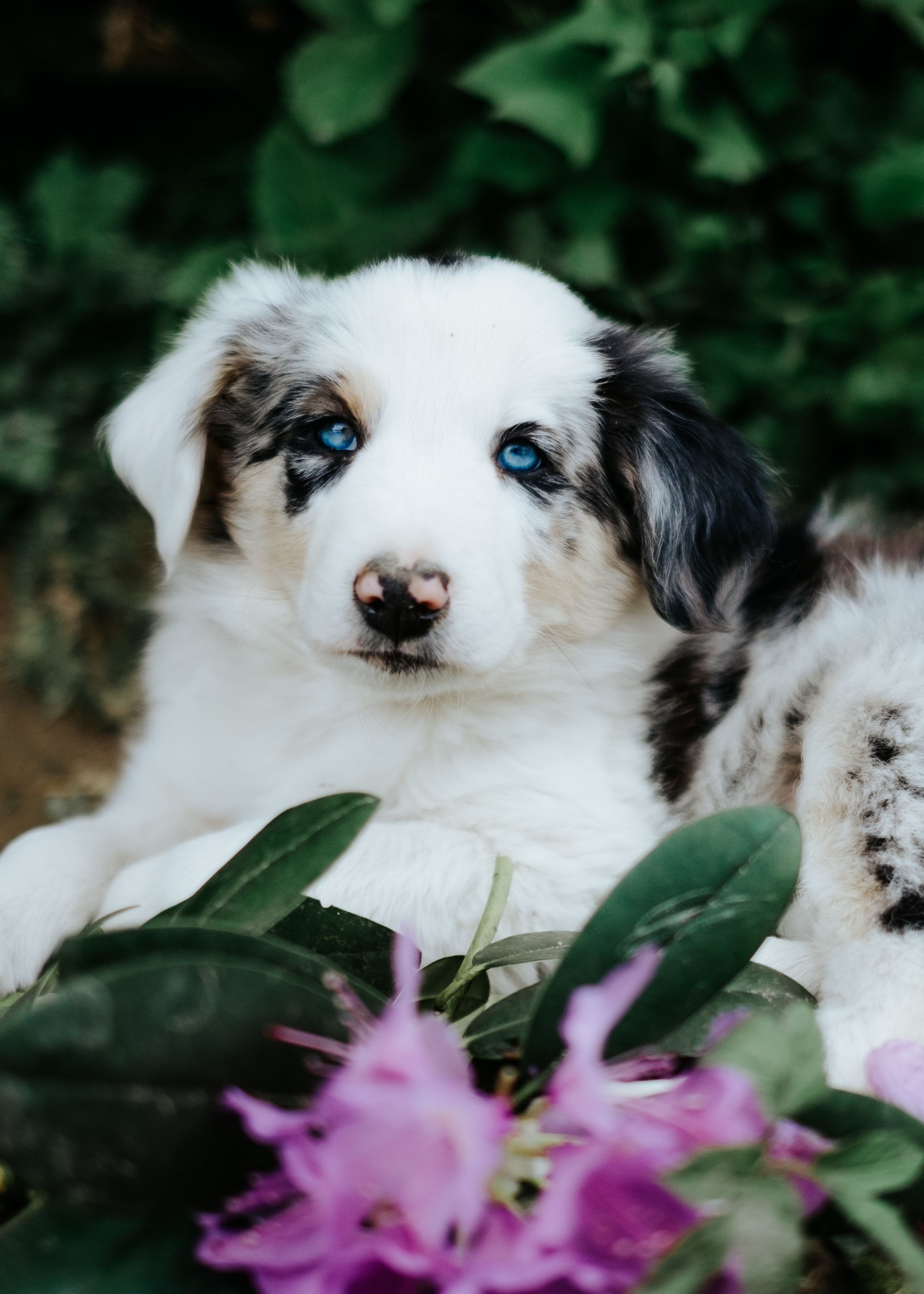 Mensch-Hund-Fotografie: Australian Shepherd Welpe liegt zwischen grünen Blättern und Blumen, ruhiges Porträt für Züchterfotografie.