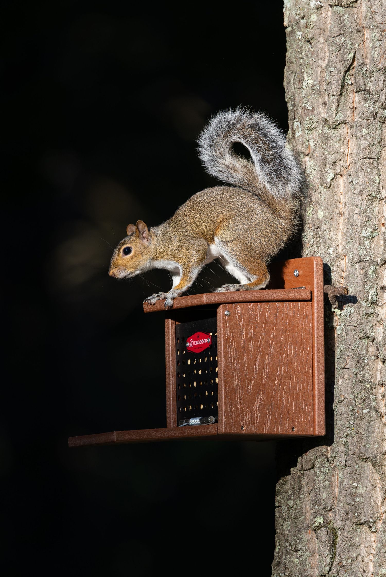 Kingsyard squirrel box feeder in backyard with a hungry squirrel perched on top of the feeder