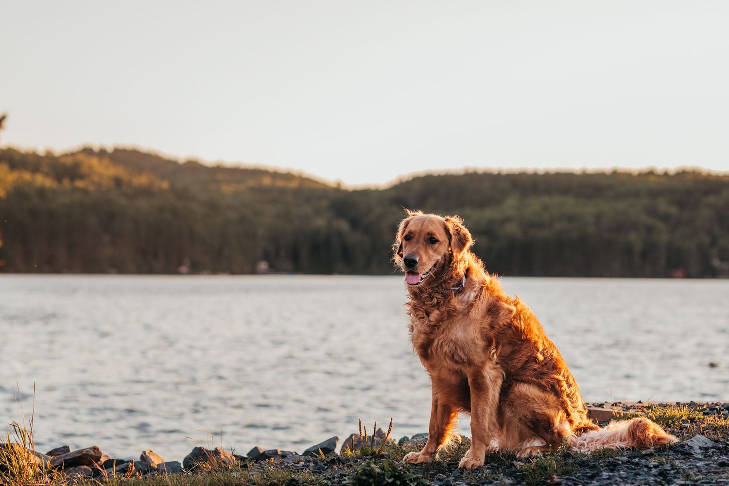Golden retriever dog sits on rocky shoreline at sunset with lake and autumn forest in background.
