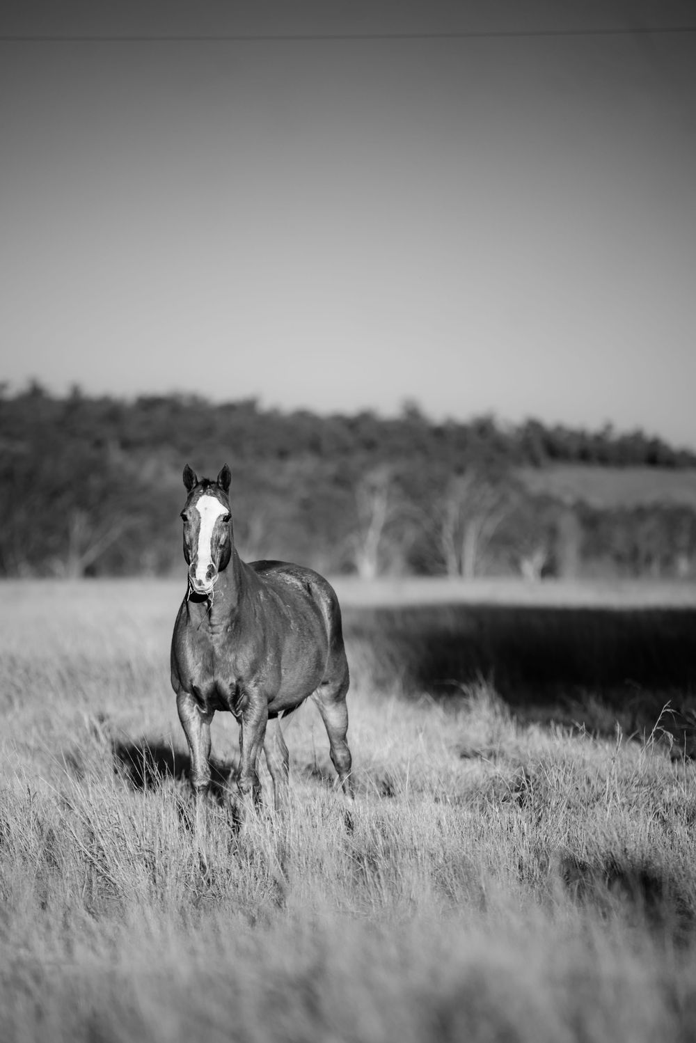 A lone horse with a white blaze stands in a grassy field on a misty morning, captured in black and white photography.