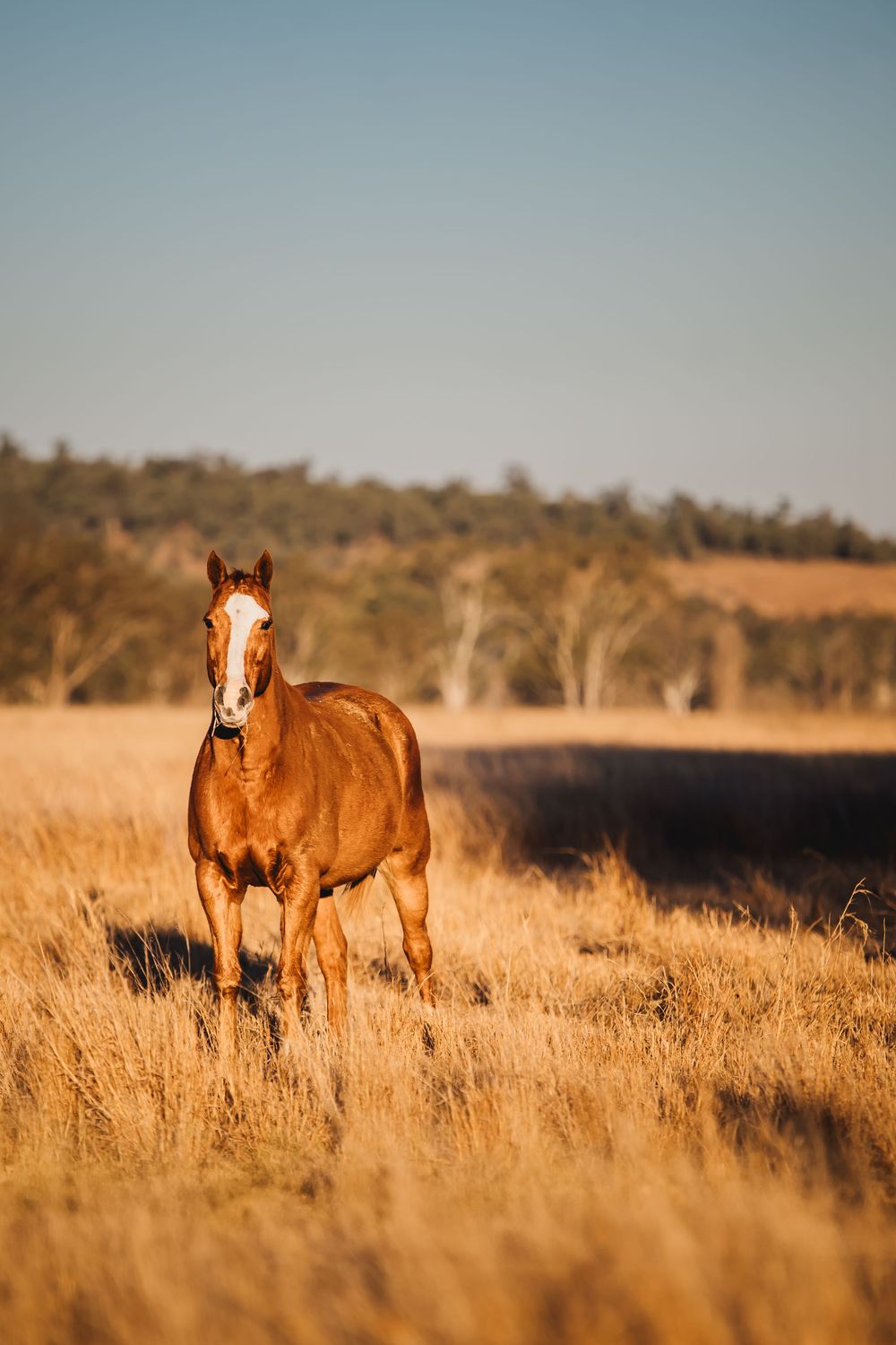 Two brown horses stand in tall golden grass during sunset while grazing in a rural pasture.
