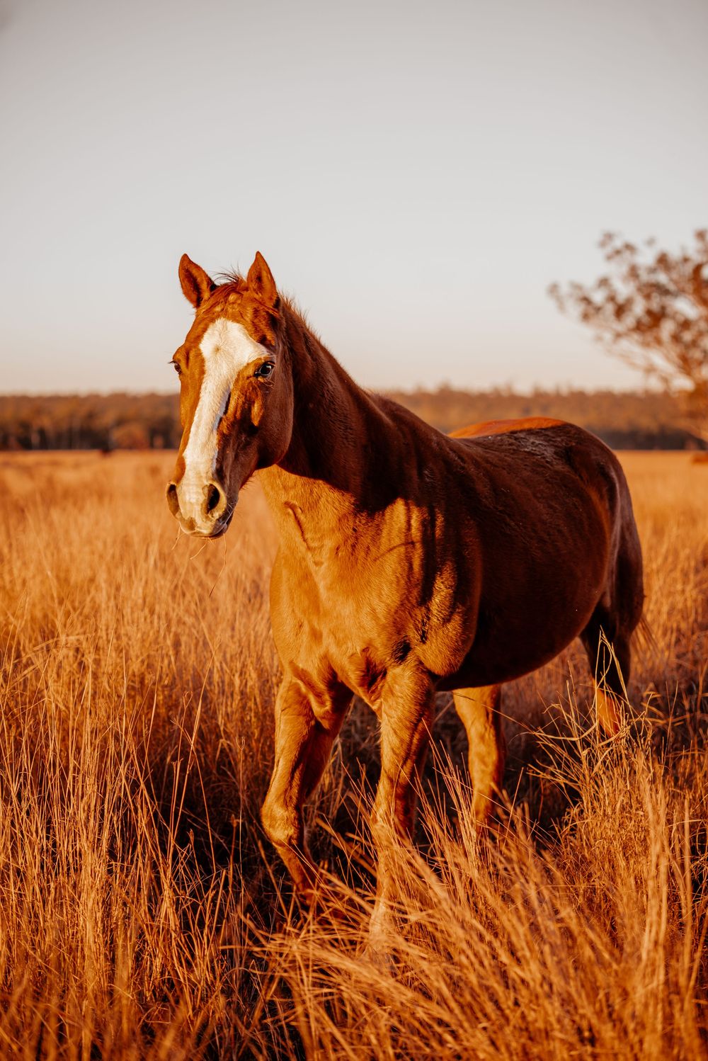 Horses graze in a golden prairie field at sunset, with warm sunlight illuminating their chestnut coats.