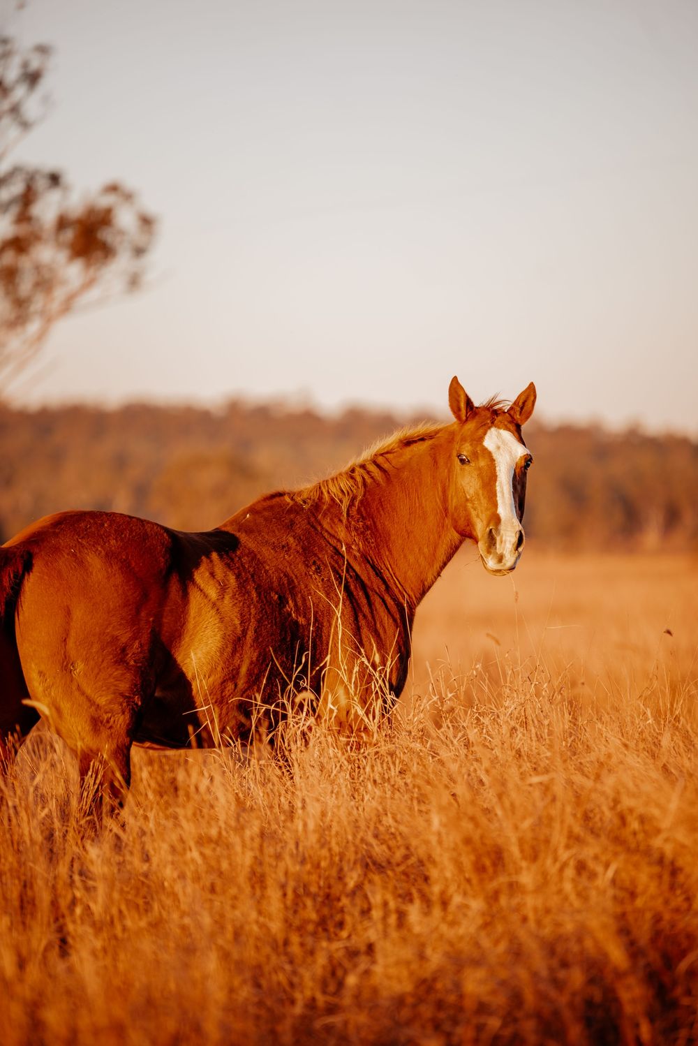 Four brown horses stand gracefully in a golden field at sunset, creating a stunning panoramic view.