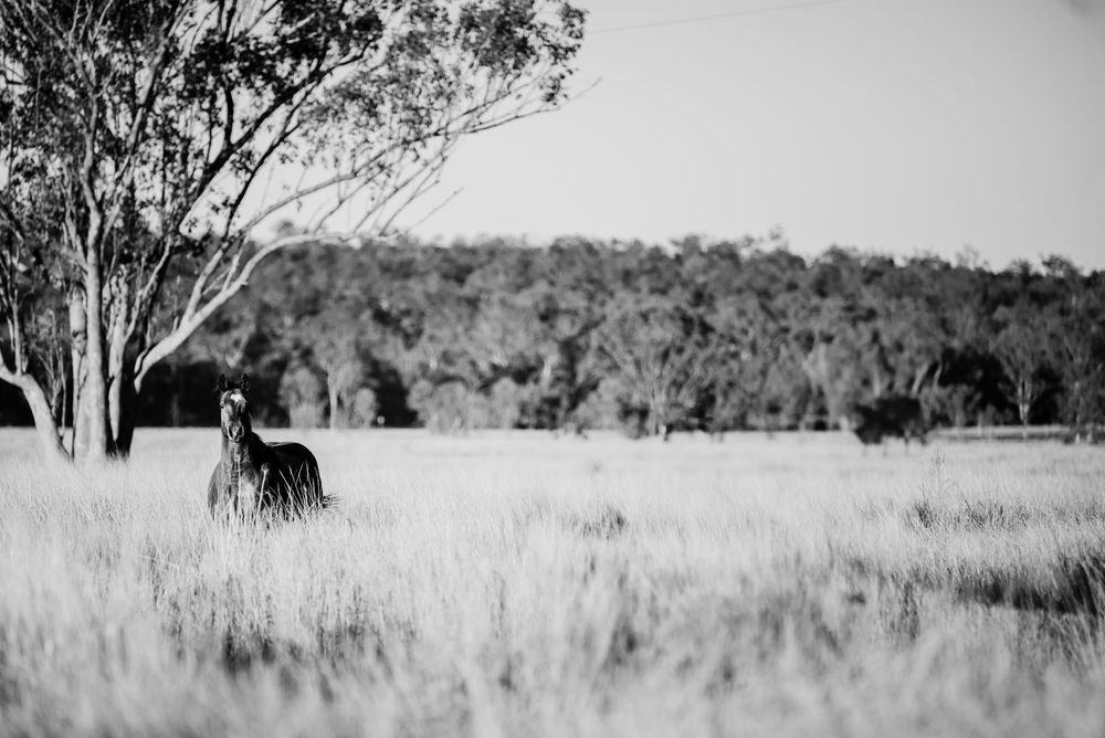 Australian outback landscape shown in black and white with eucalyptus trees and dry grasslands stretching into distance.