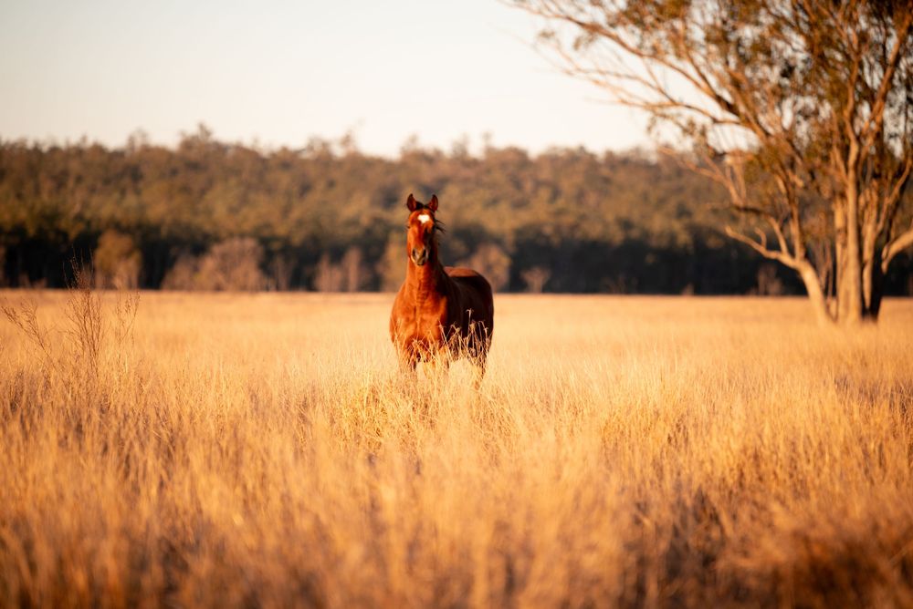 A majestic kangaroo stands alert in a golden grass field during sunset in the Australian outback.