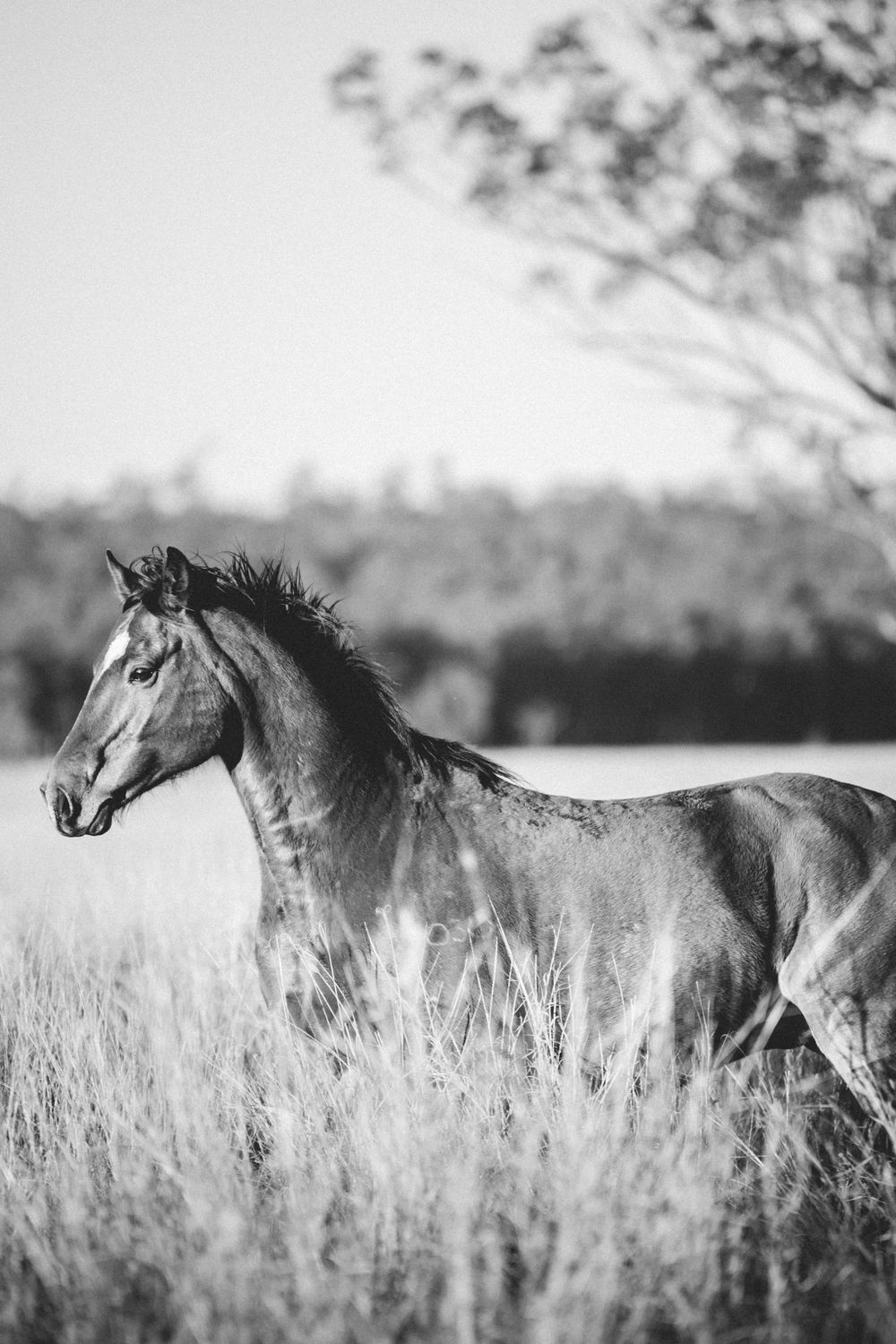 Black and white photograph of wild horses standing together in tall grass with dramatic lighting.