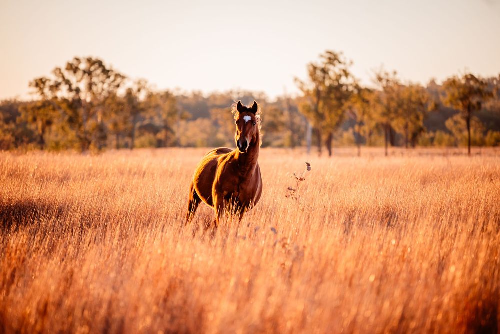 Two brown horses graze in a golden meadow at sunset with tall grass swaying in the warm evening light.