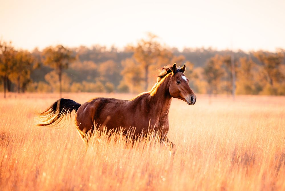 A dark horse with flowing mane gallops gracefully through golden sunlit fields at dusk.