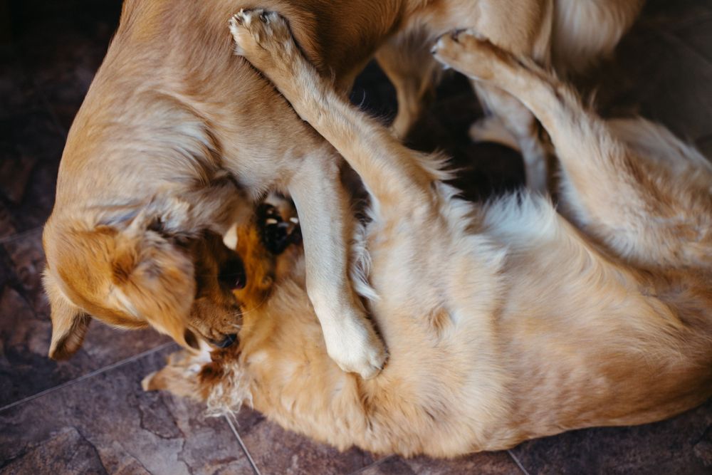 dogs playfully flighting at home wedding ceremony photography in New Brunswick Canada wedding photography packages affordable photographer