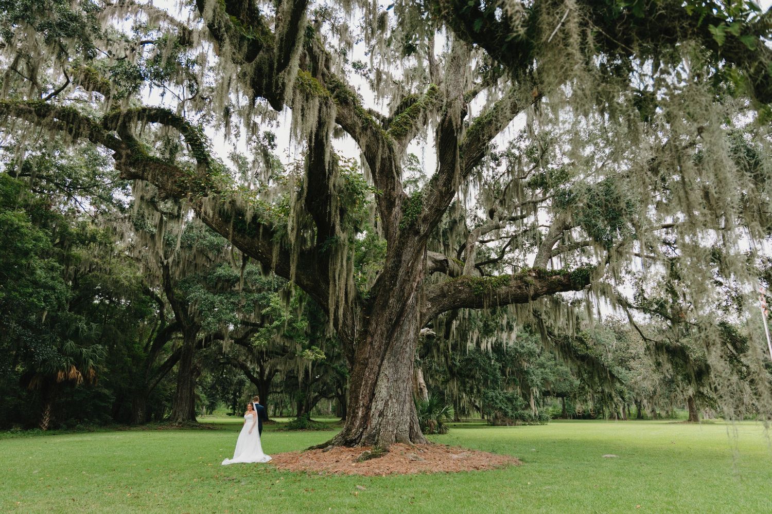 Spanish moss drapes over ancient oak trees along a scenic garden pathway at a historic southern estate.