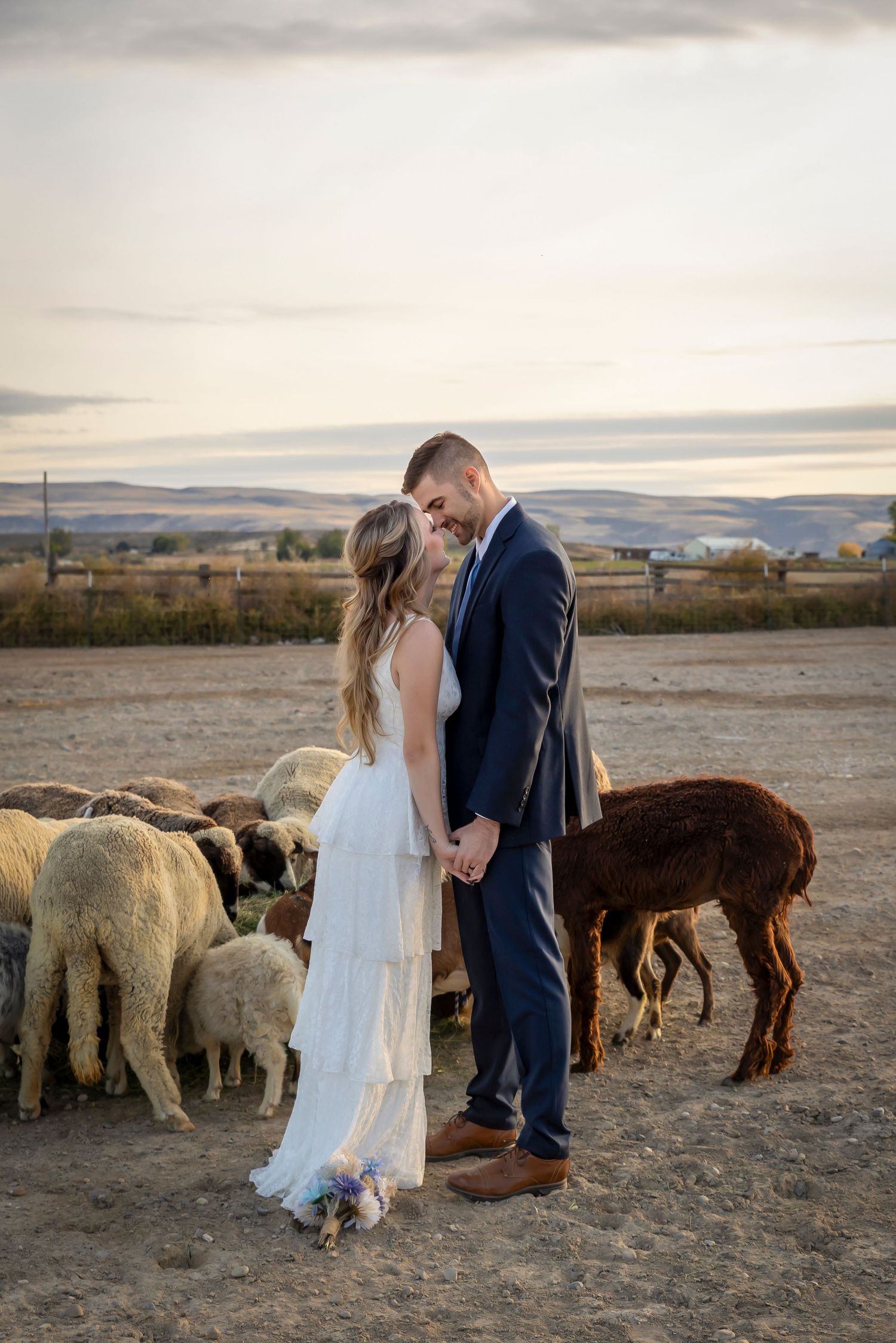 couples bride and groom photo with livestock, goats, sheep, alpaca