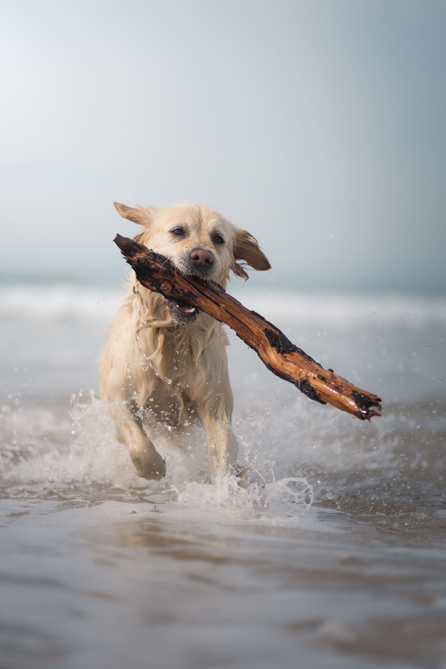 Golden retriever playing in the sea with a big stick during a dog photography session at the surf coast
