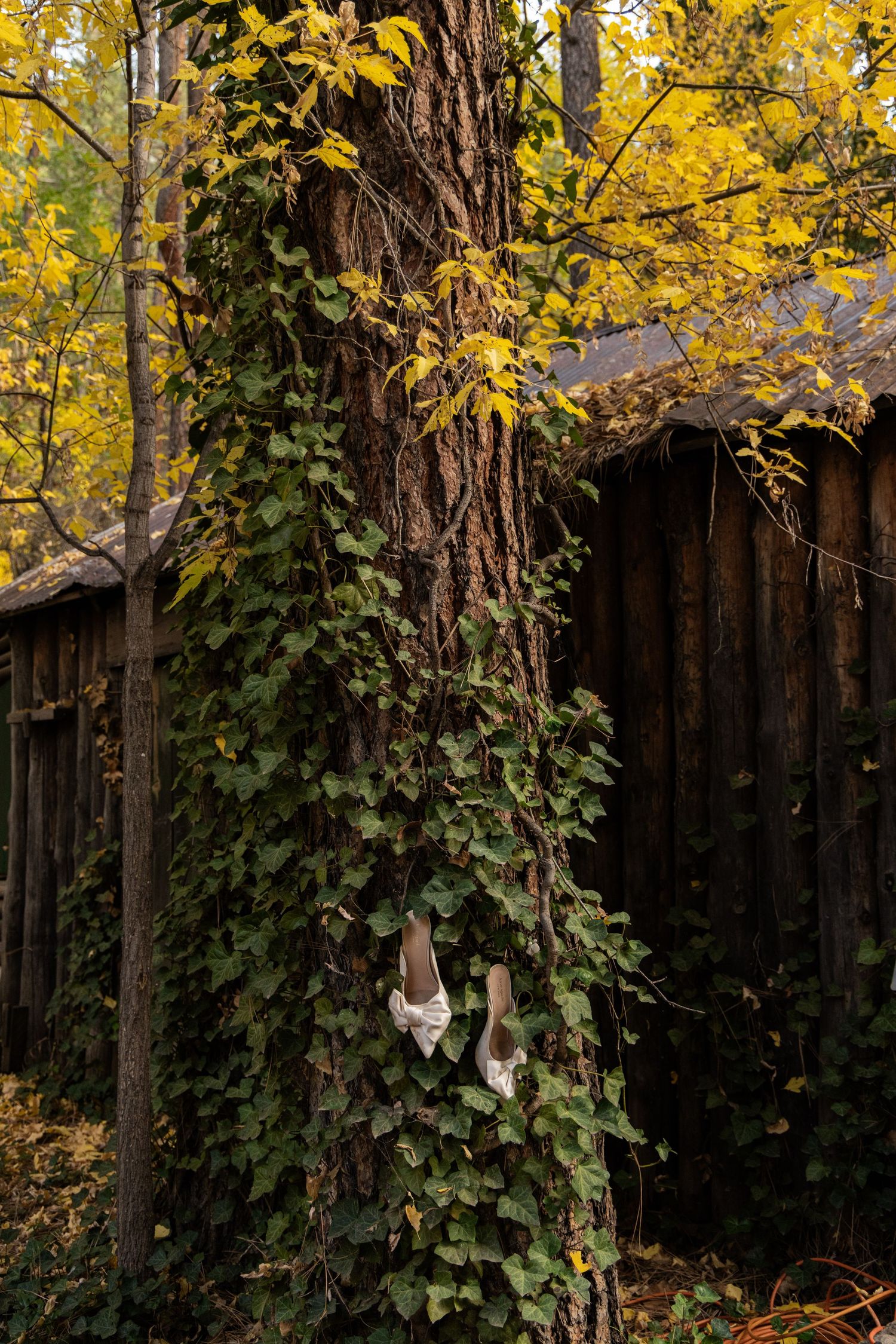 Autumn trees with golden yellow leaves frame a wooden fence covered in climbing ivy vines.