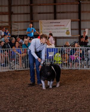 Spectators watch intently from behind a white railing at an indoor equestrian or livestock event.