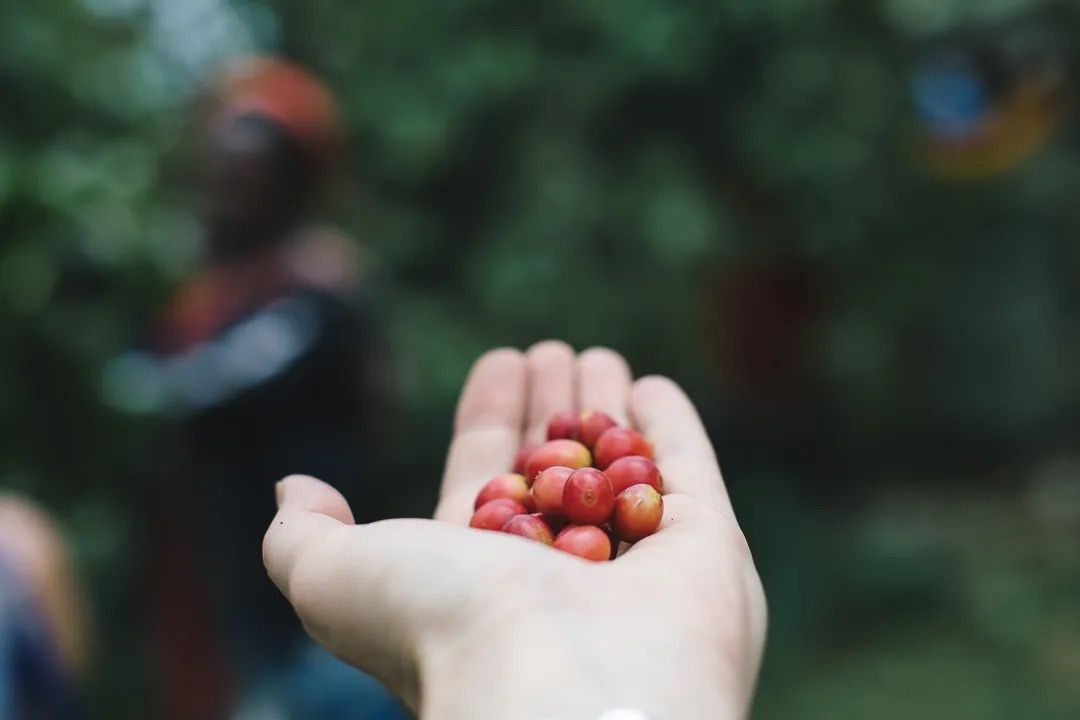 Close-up of a hand holding a few ripe red coffee cherries with coffee plants in the background.