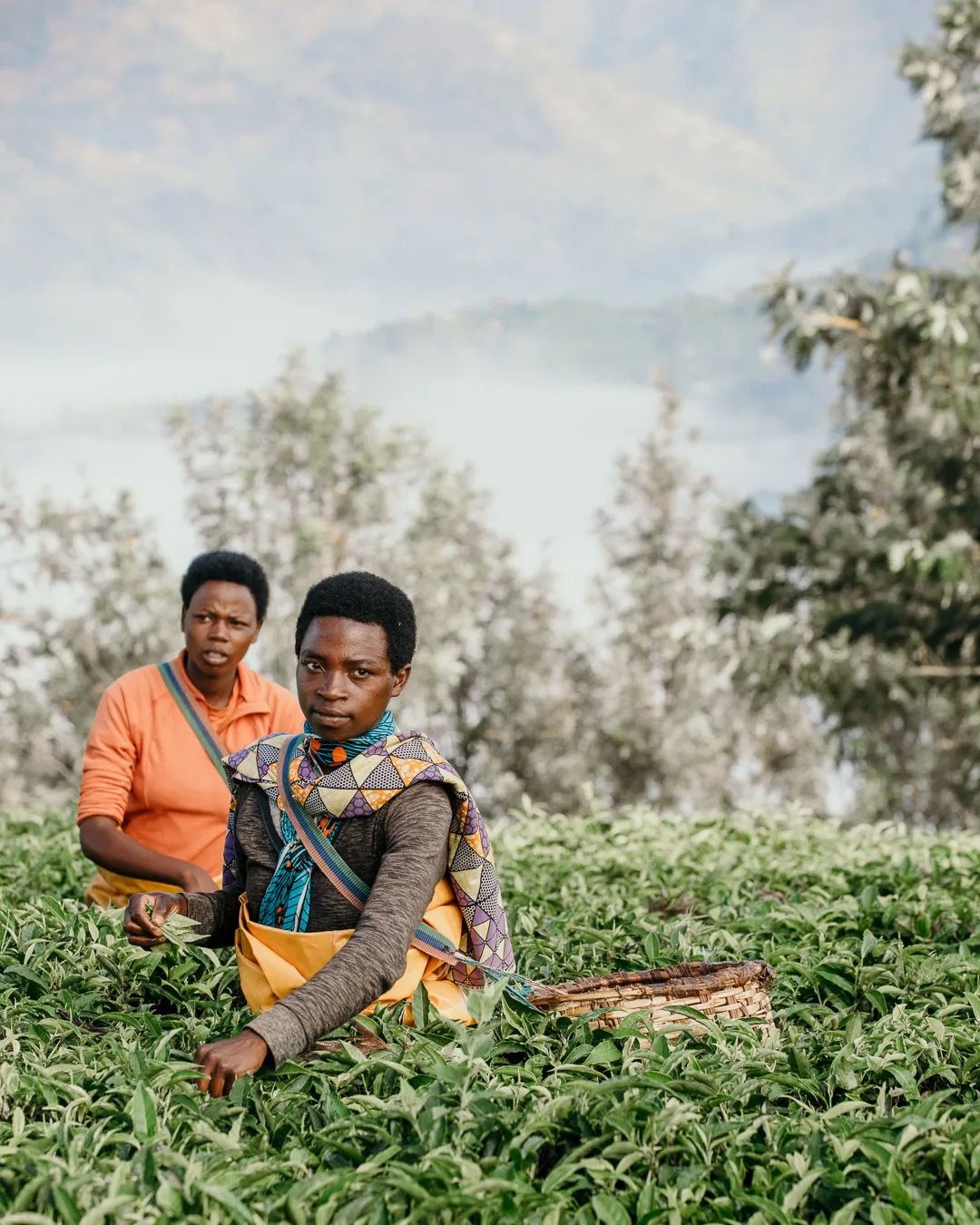 Two workers sit together in lush tea fields, supporting sustainable farming, community livelihoods and local agriculture.