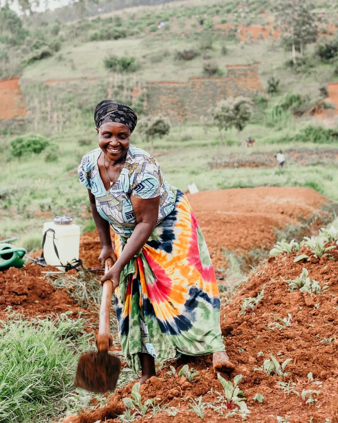 Woman harvesting fresh vegetables in a rural field, showing small-scale farming and local agriculture.