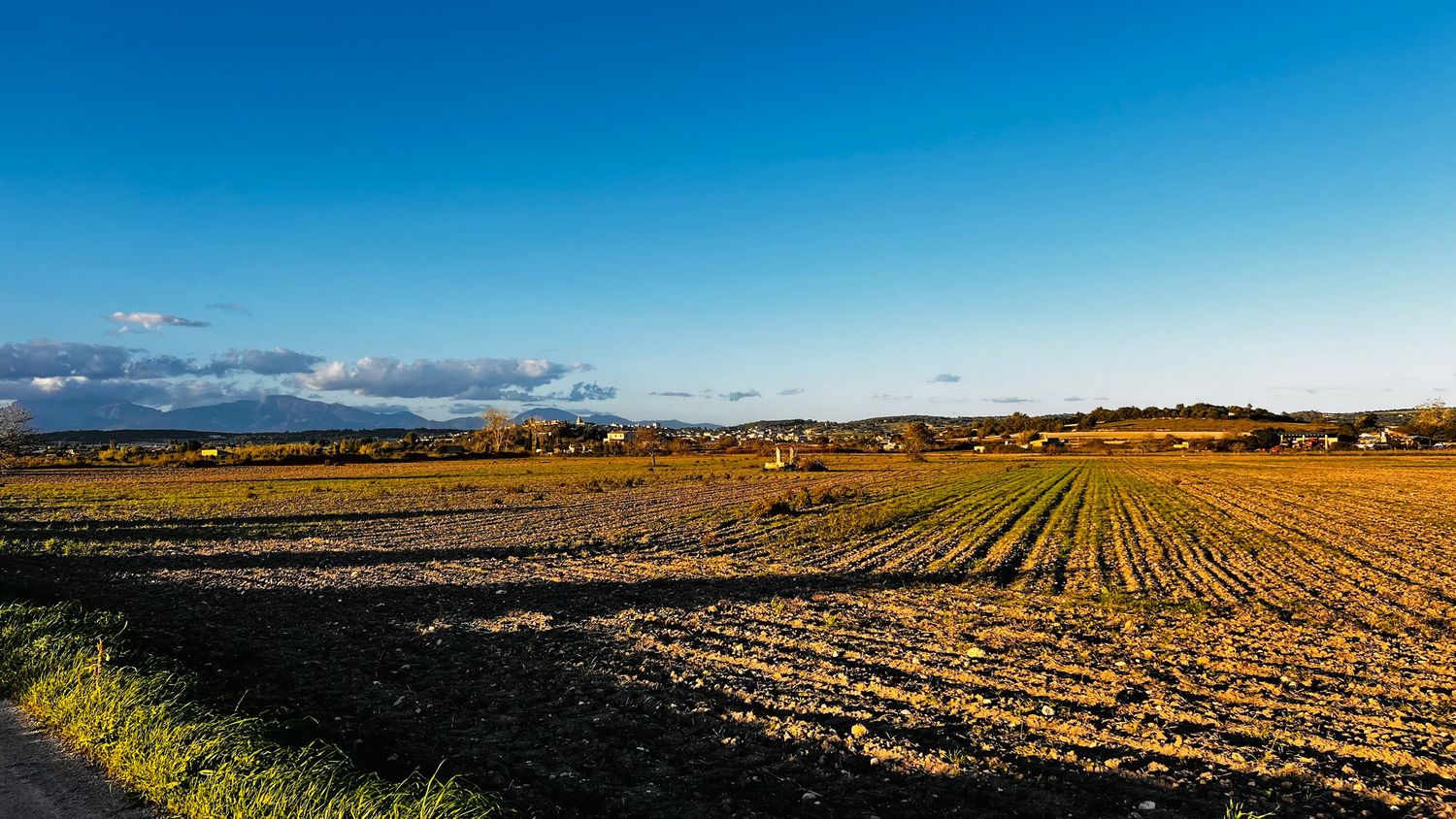 A panoramic view of golden wheat fields stretching to the horizon under a bright blue sky with scattered clouds.