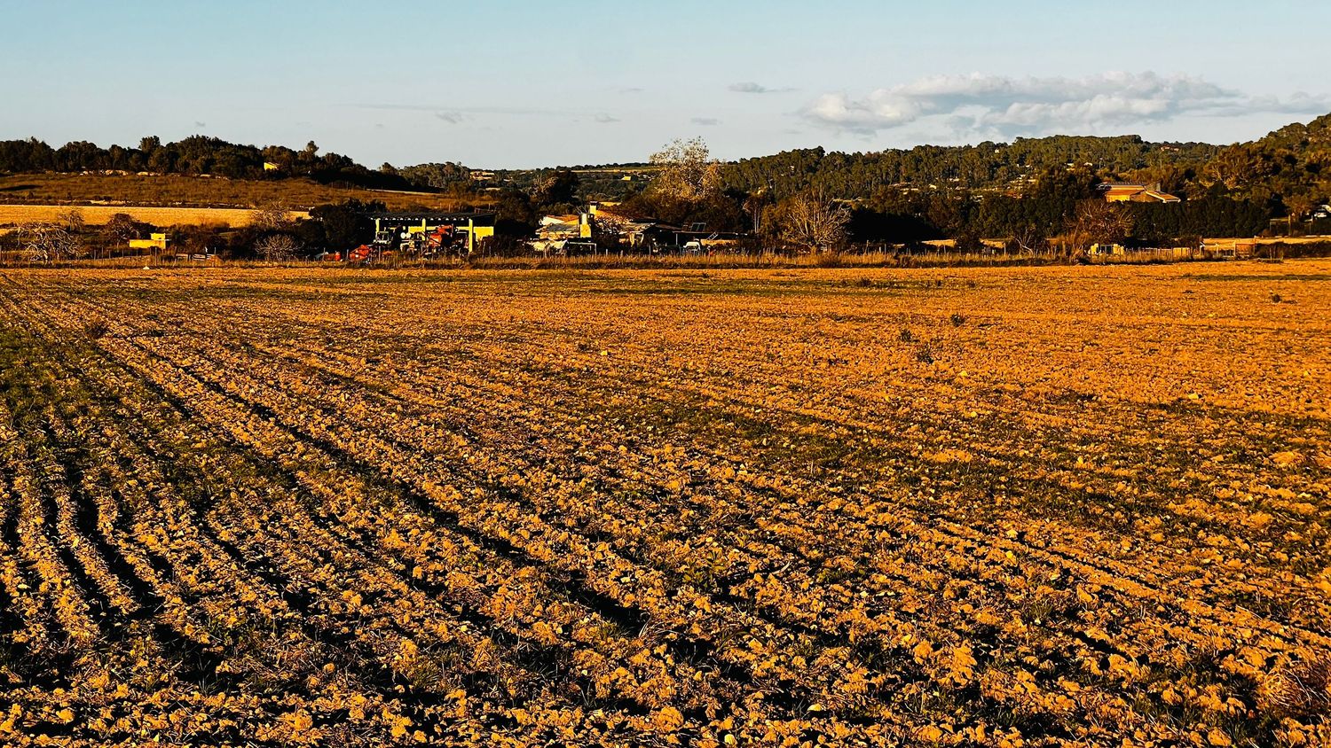 Panoramic view of golden wheat fields stretching to the horizon under a blue sky with scattered clouds.