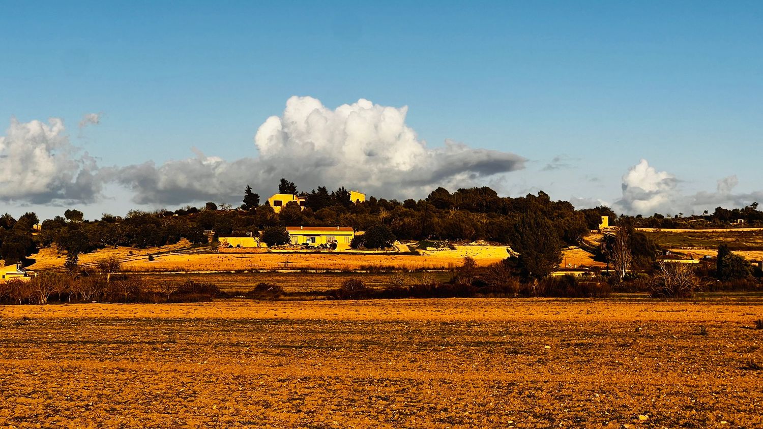 A panoramic landscape view of golden wheat fields stretching to the horizon under a bright blue sky with scattered clouds.