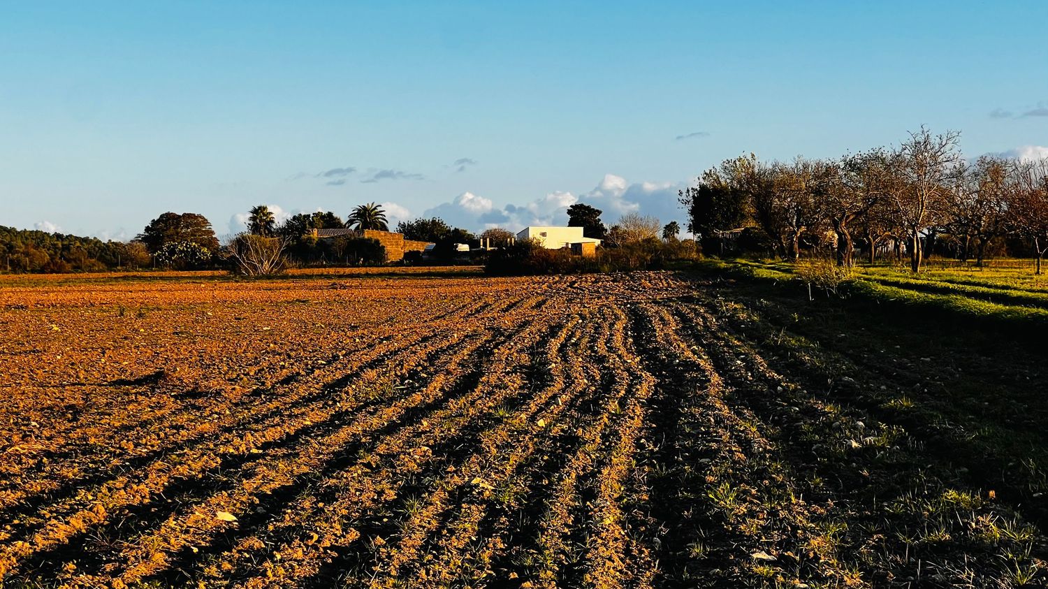 A panoramic view of plowed agricultural fields stretching to the horizon under a bright blue sky.