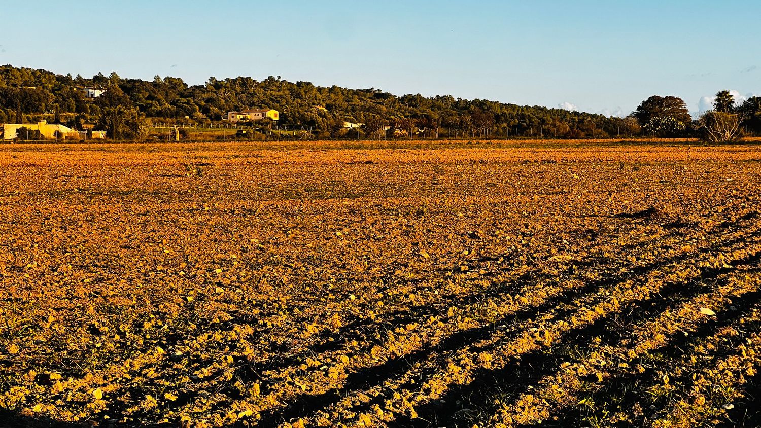 A panoramic view of agricultural fields with plowed rows stretching towards distant hills under a blue sky.