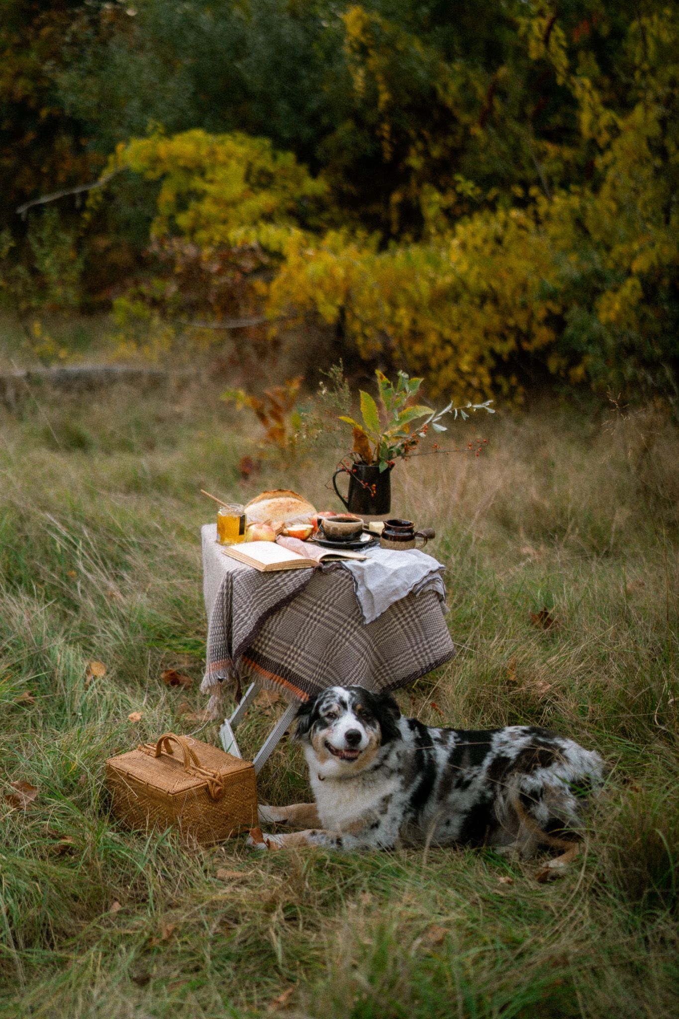 A black and white Border Collie dog rests on a blanket next to a picnic basket in an autumn meadow with golden foliage.