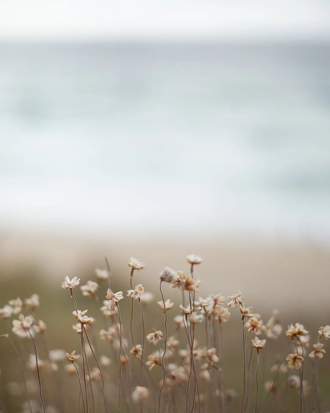 Delicate coastal wildflowers with the ocean softly blurred in the distance.